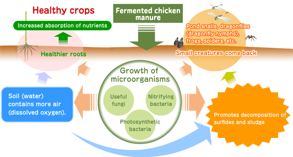 Soil regeneration