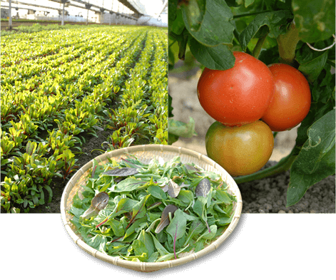 Low-pesticide cultivation of rice and vegetables