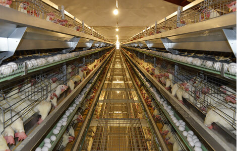 Collecting chicken droppings