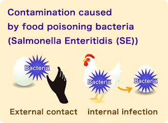 Contamination caused by food poisoning bacteria (Salmonella Enteritidis (SE)) External contact, internal infection