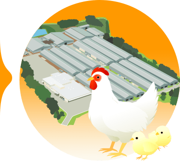 Raising egg-laying hens