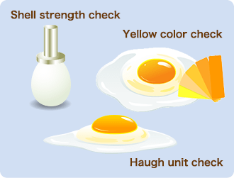 Shell strength check  Yellow color check   Haugh unit check